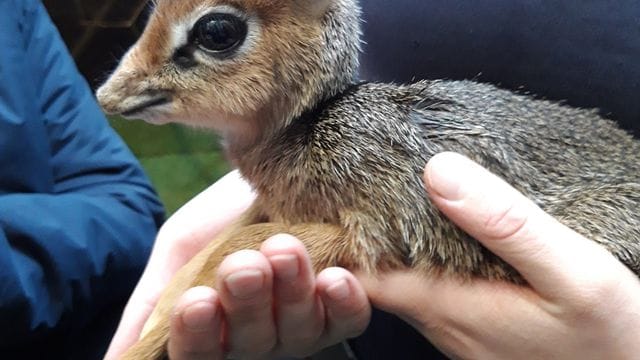 Mini-Antilope im im Zoo Duisburg
