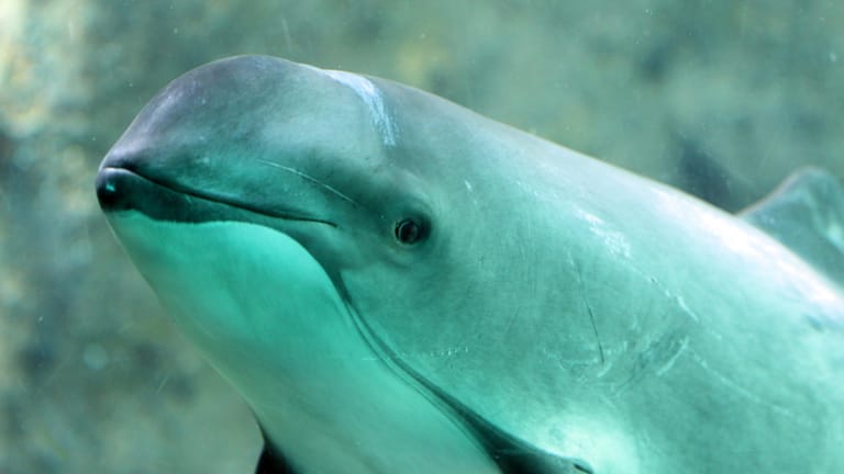 Schweinswal: Er ist kein Delfin, aber dessen nächster Verwandter.