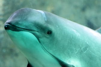 Schweinswal: Er ist kein Delfin, aber dessen nächster Verwandter.
