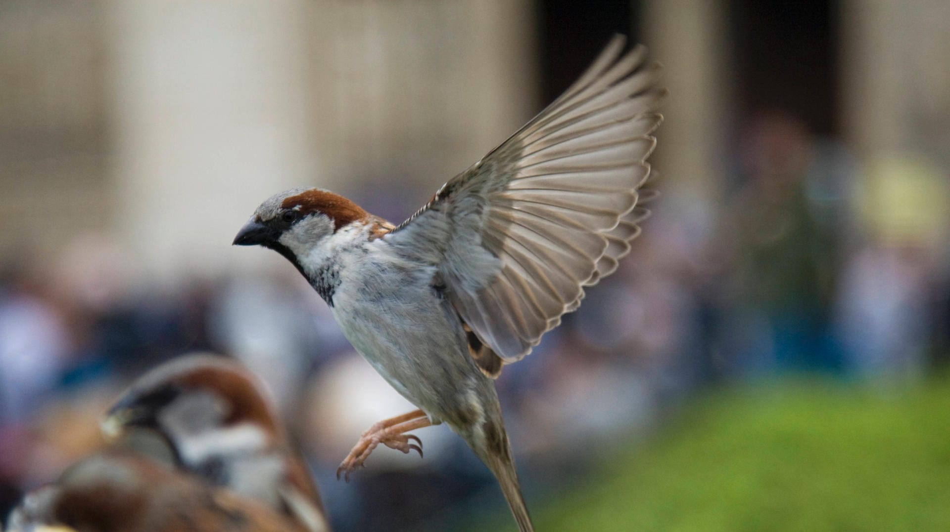 Ein Spatz vor Notre Dame in Paris (Symbolbild): Auch die Anwohner der Stadt sollen beim Artenschutz mithelfen.