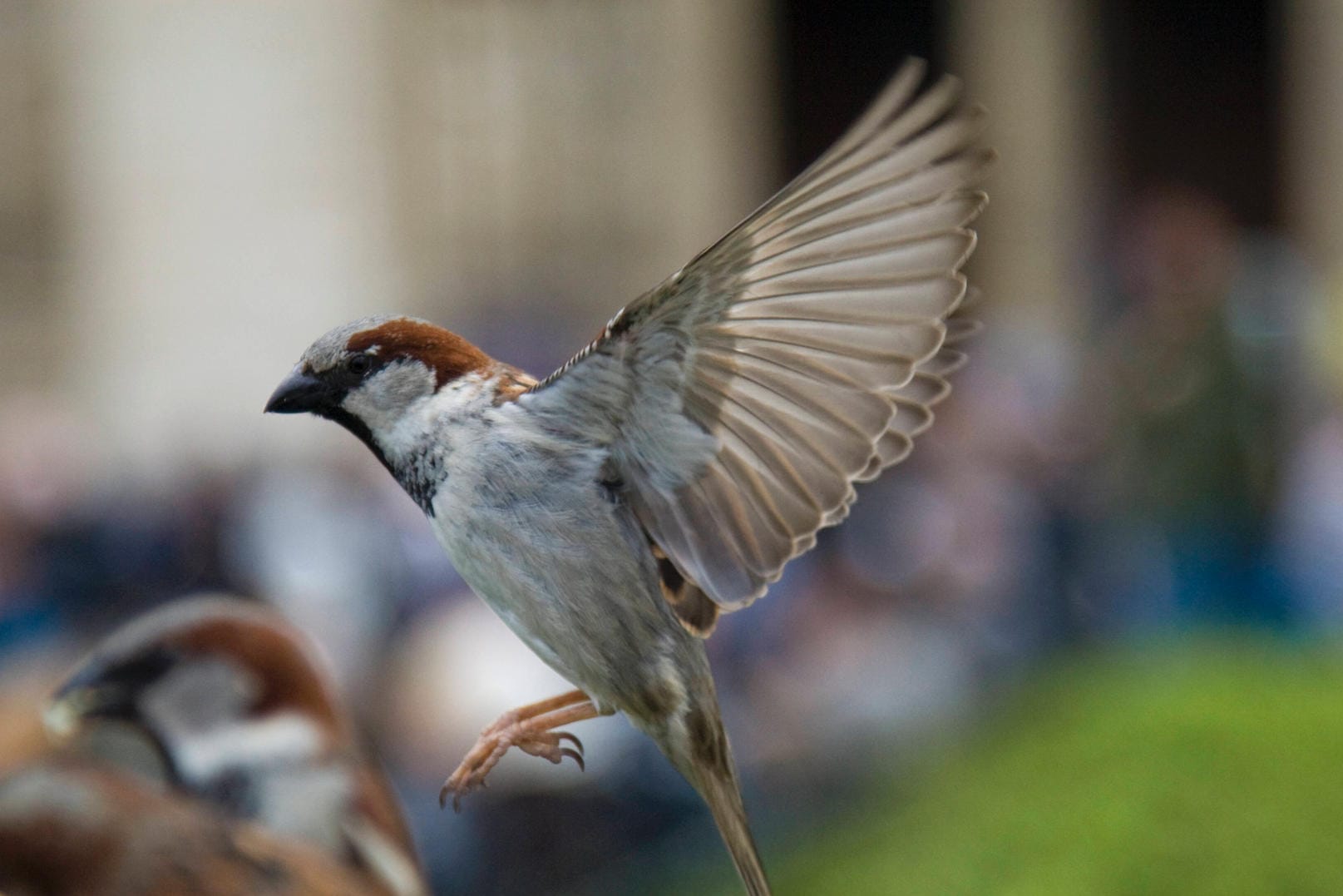 Ein Spatz vor Notre Dame in Paris (Symbolbild): Auch die Anwohner der Stadt sollen beim Artenschutz mithelfen.