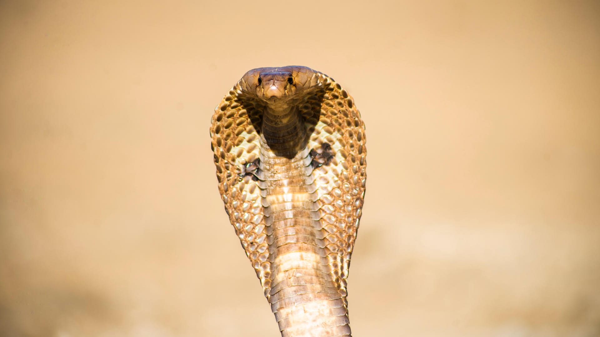 Indische Kobra (Symbolbild): In Indien sind Schlangenbisse keine Seltenheit, doch die Familie der 25-Jährigen Uthra glaubte nicht an einen Unfall.