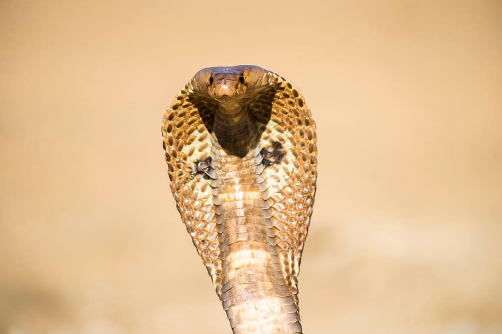 Indische Kobra (Symbolbild): In Indien sind Schlangenbisse keine Seltenheit, doch die Familie der 25-Jährigen Uthra glaubte nicht an einen Unfall.
