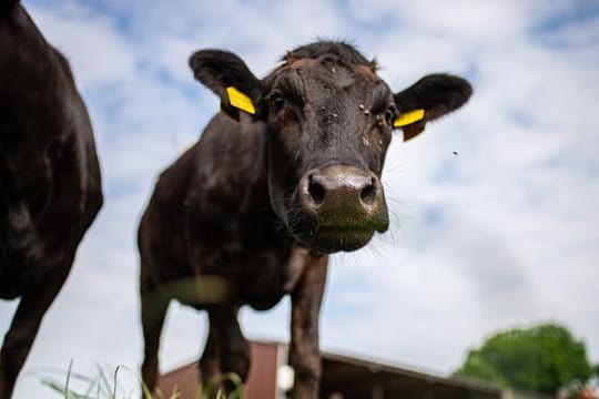 Landwirtschaft und Ernährung in der Ampel-Koalition
