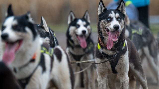 Schlittenhunderennen