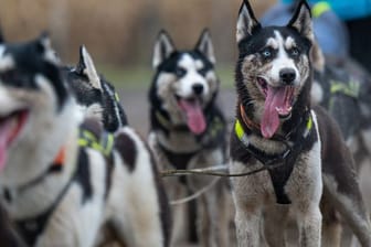 Schlittenhunderennen