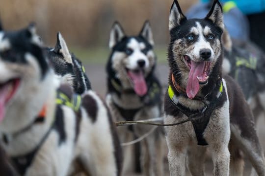 Schlittenhunderennen