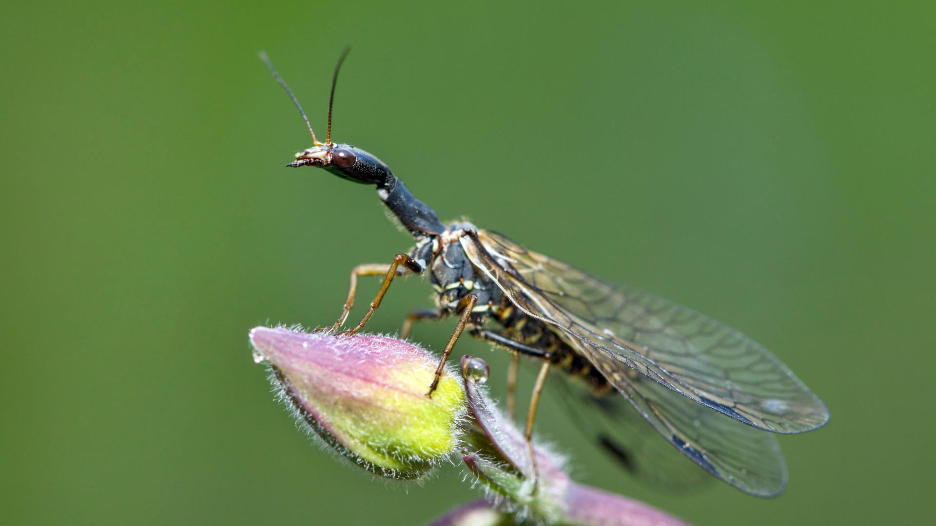 Kamelhalsfliege (Symbolfoto): Weltweit sind nur etwa 250 Kamelhalsfliegen-Arten bekannt.