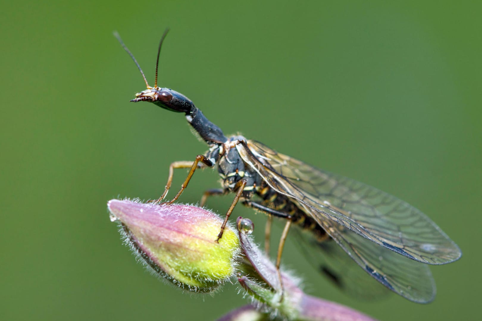 Kamelhalsfliege (Symbolfoto): Weltweit sind nur etwa 250 Kamelhalsfliegen-Arten bekannt.