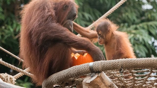 Orang-Utan-Haus bei Hagenbeck Orang-Utan-Haus bei Hagenbeck