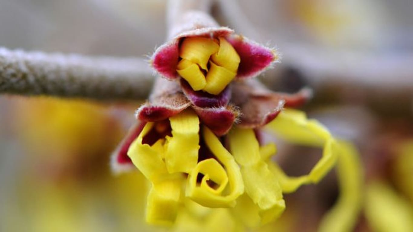 Ungewöhnliche Blüten hat die Zaubernuss.