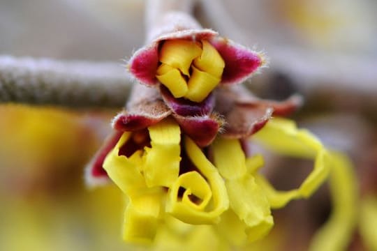 Ungewöhnliche Blüten hat die Zaubernuss.