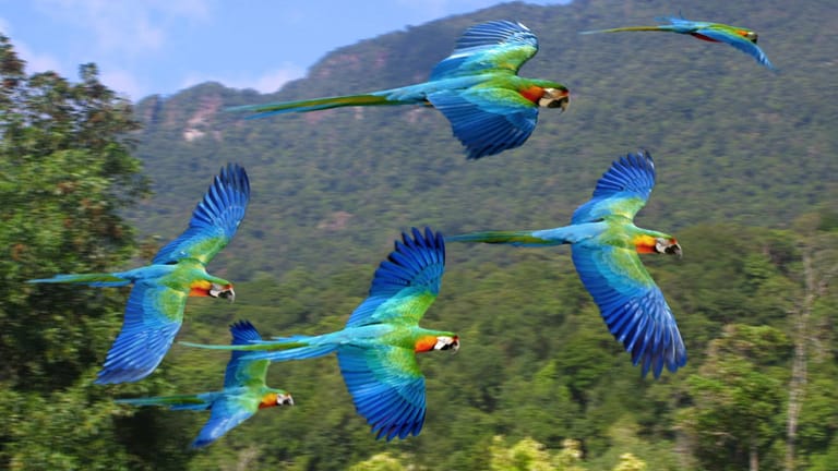 Gelbbrustaras fliegen gemeinsam (Symbolbild): Die Federn, die in dem Schmuck verarbeitet waren, sind von geschützten Vogelarten.