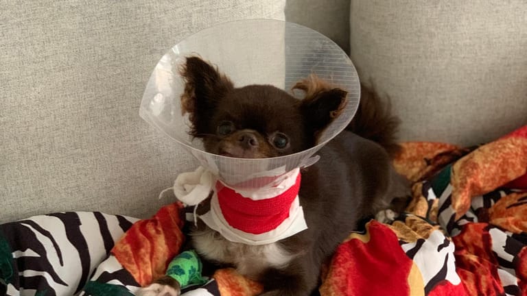 Chihuahua-Dame Gini zuhause mit Halskrause. Die Hündin hat einen Fuchsangriff und zwei Operationen überlebt.