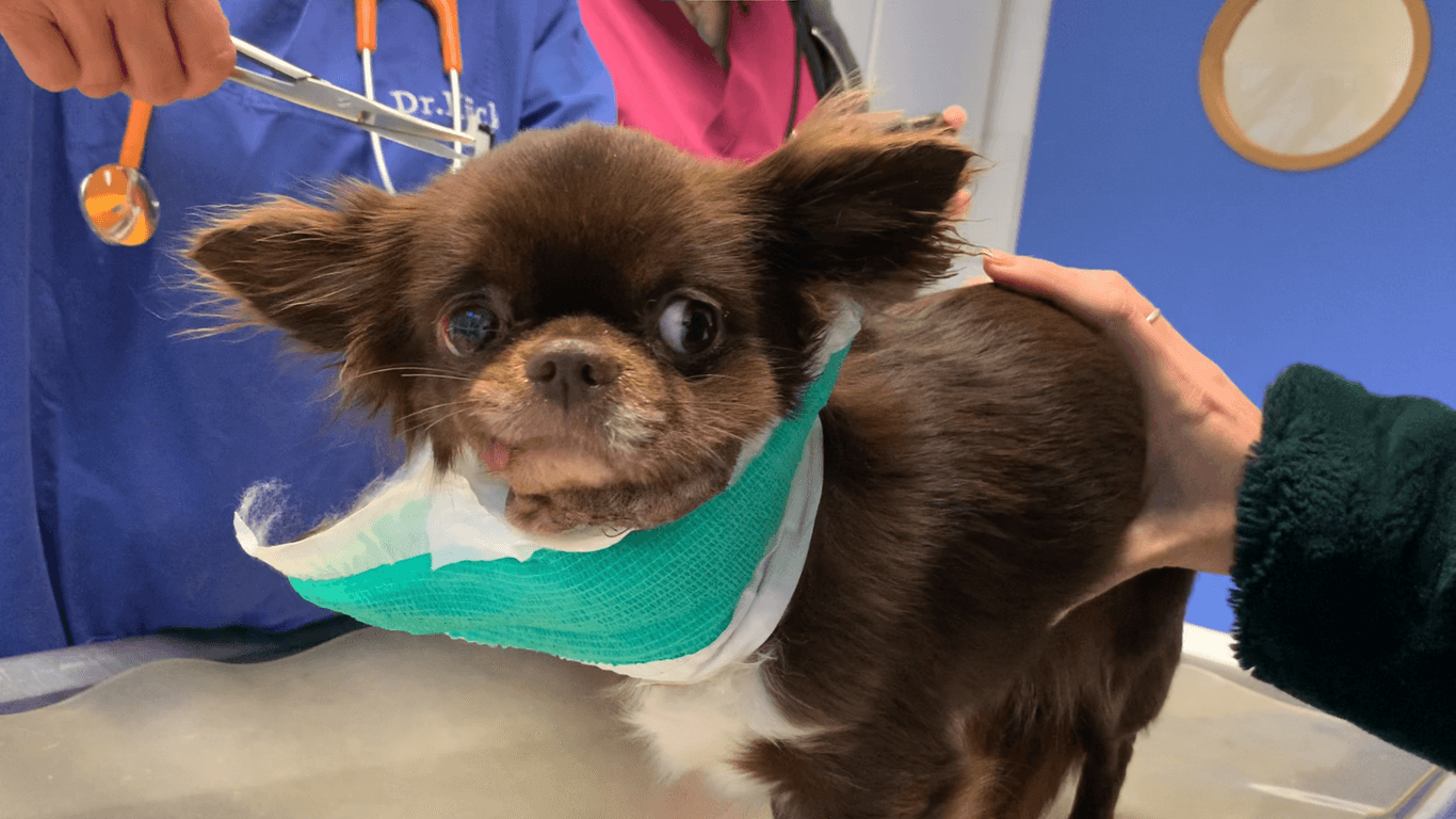 Die völlig verängstigte und geschockte Chihuahua-Dame Gini auf dem Behandlungstisch nach der Fuchs-Attacke beim abendlichen Gassi-Gang.