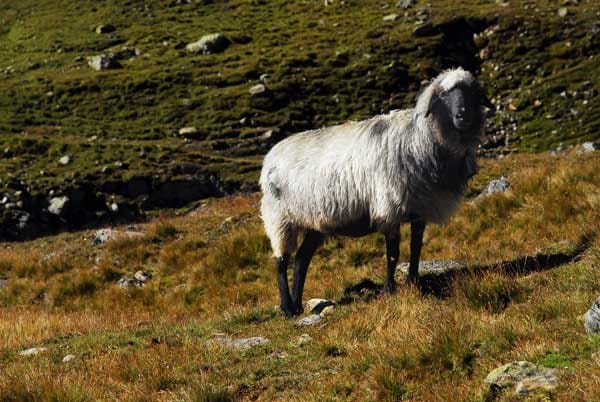 Ötztaler Alpen: Schaf.