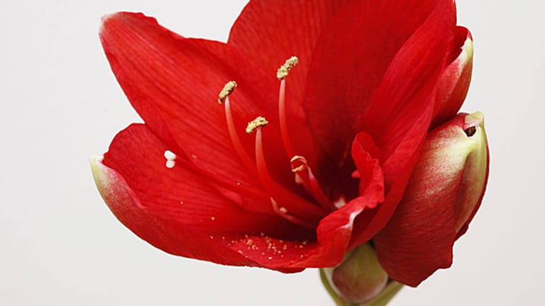 Amaryllis