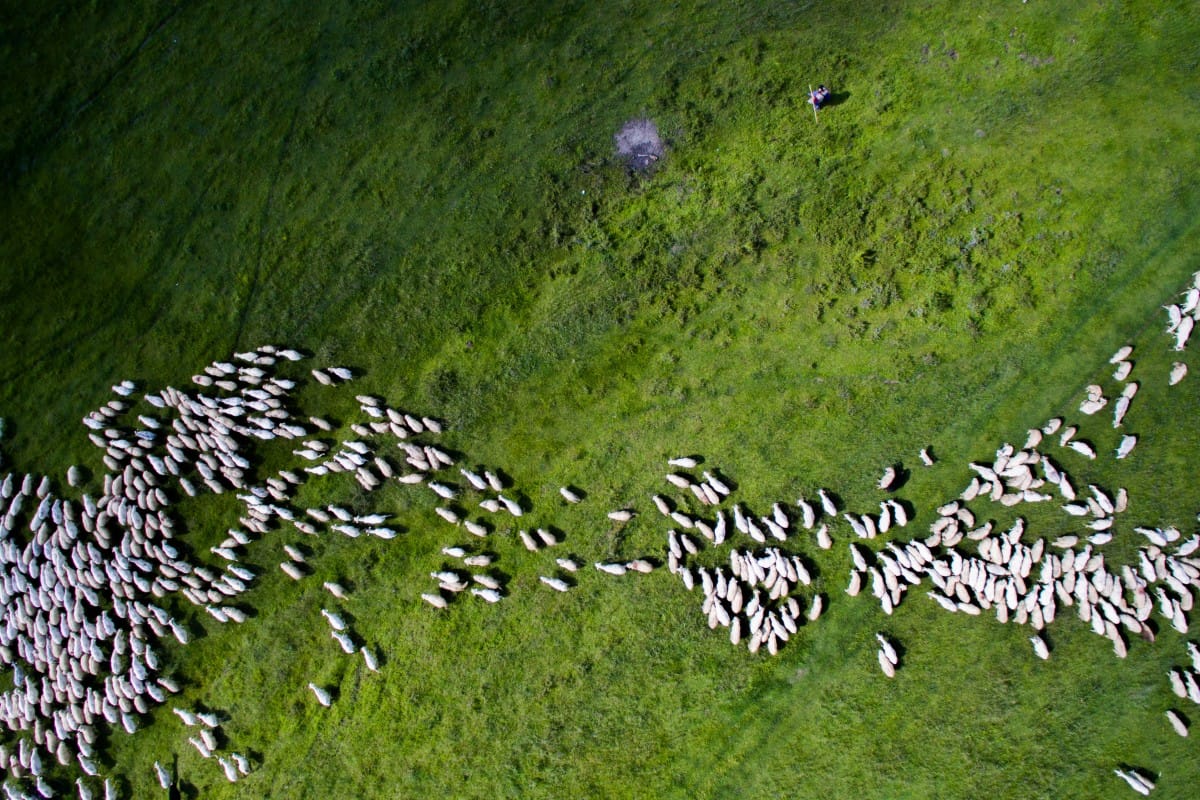 Platz 2 Natur - Wildnis: Schafe, Rumänien