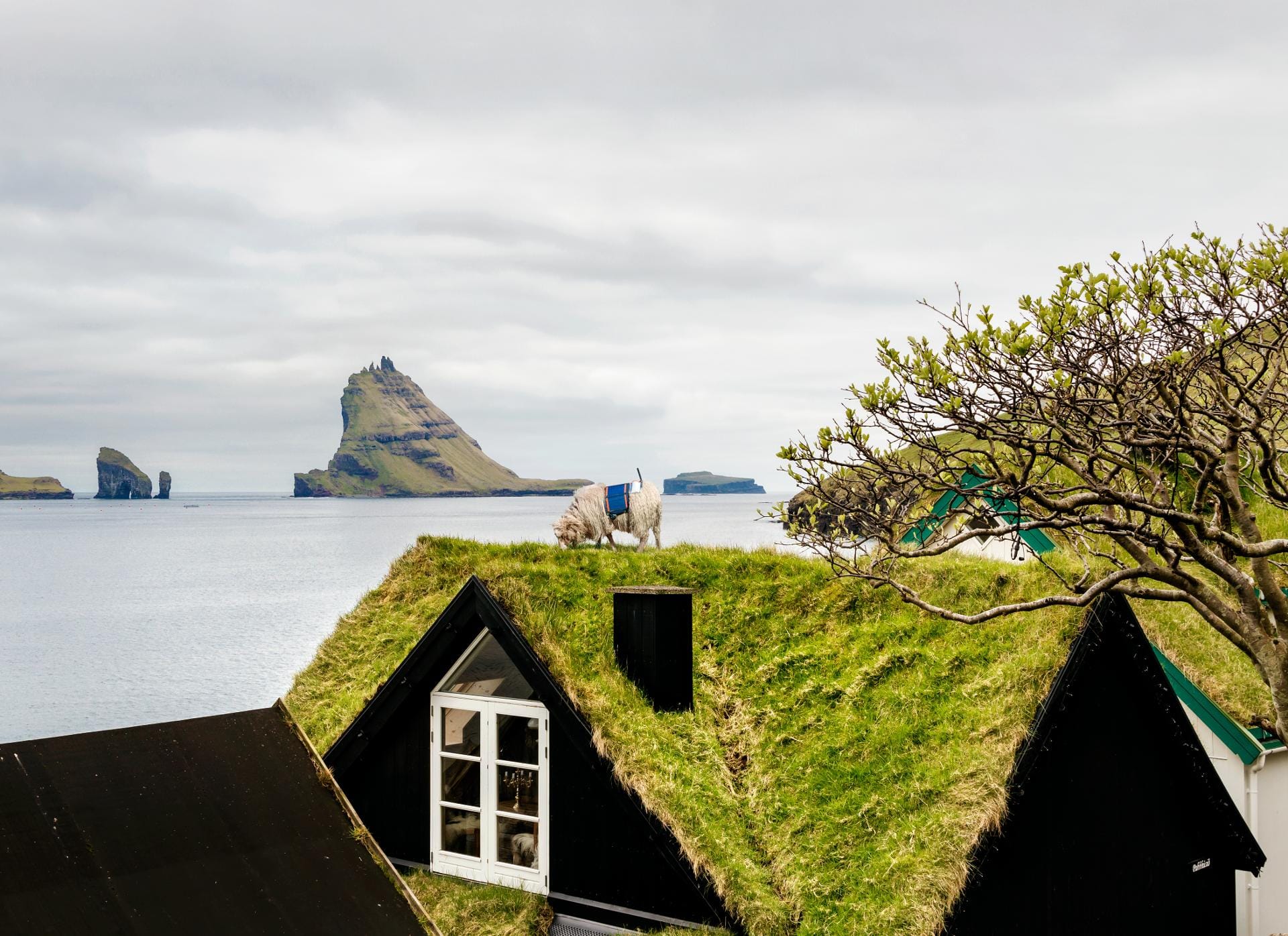 Wo Gras wächst, kommt irgendwann auch ein Schaf. Auf den Färöer-Inseln gibt es sehr viel mehr Schafe (etwa 70.000) als Menschen (etwa 49.000).