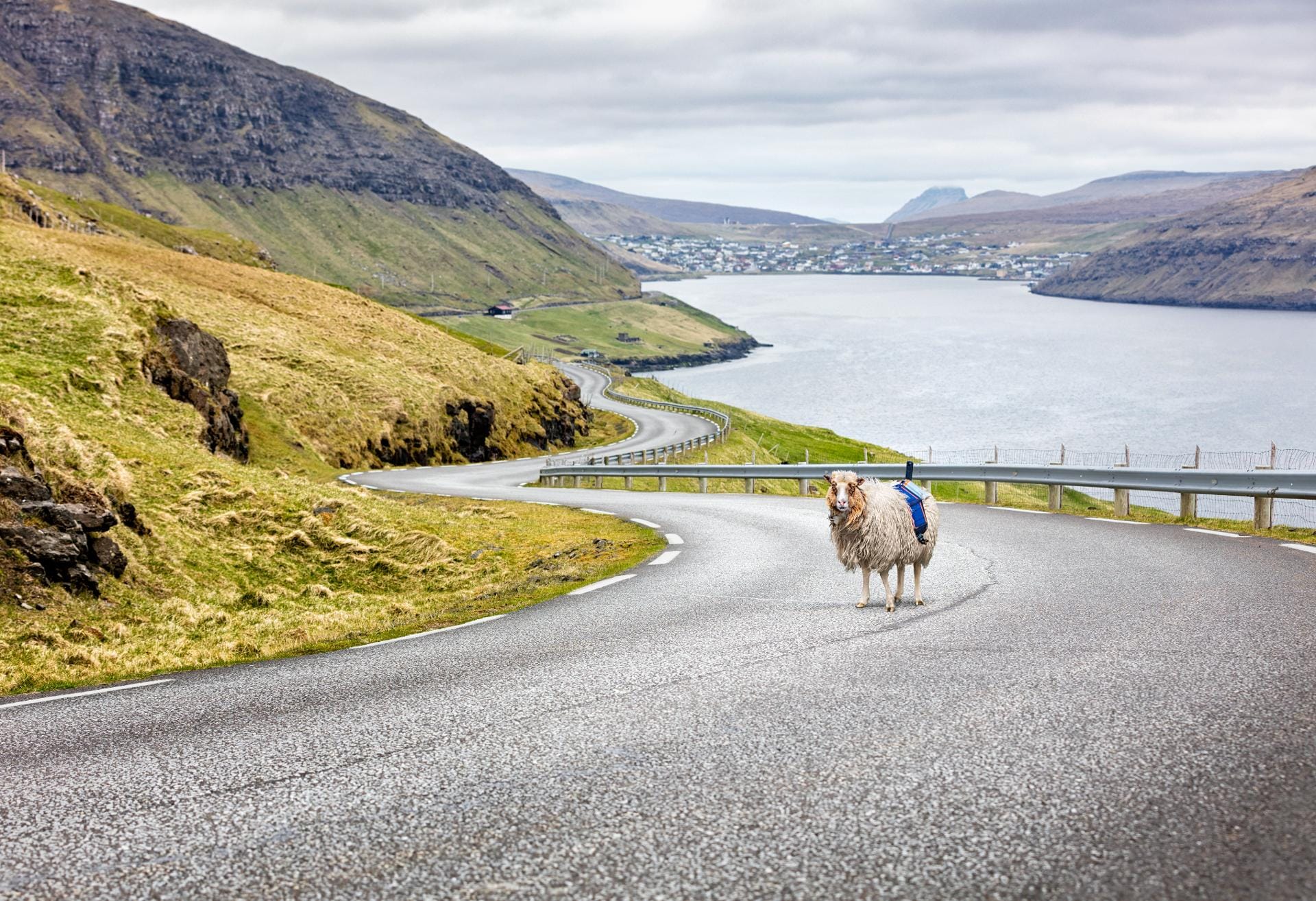 Zum Ablichten einer geschwungenen Bergstraße ist ein eigenwilliges Schaf nicht bestens geeignet.