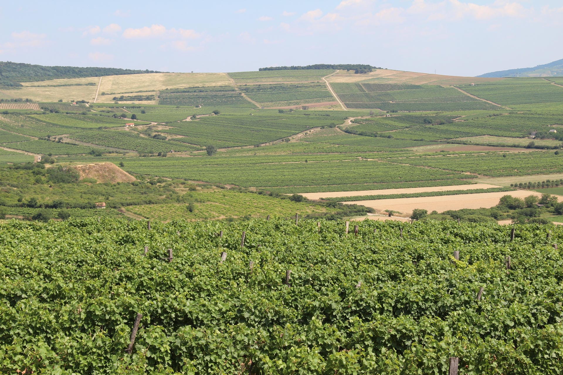 Der Gegenentwurf zu der familiengeführten Garage Winery ist das Weingut Royal Tokaji. Der Betrieb aus Mad bewirtschaftet 900 Hektar der besten Lagen im Tokajer Weinanbaugebiet.
