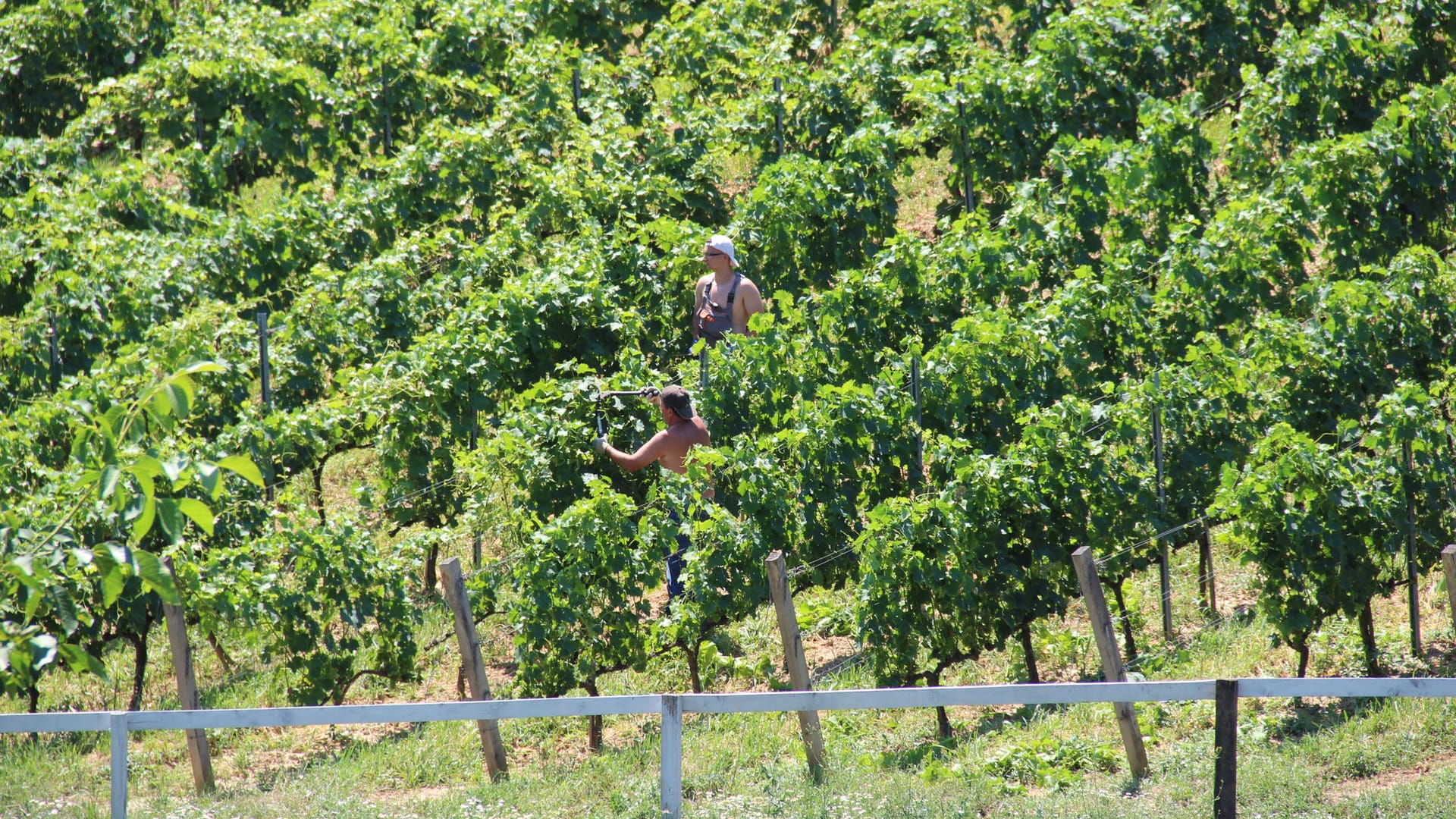 Im Tokaj in Ungarn werden ausschließlich weiße Rebsorten angebaut: Furmint, Lindenblättrigen (Hárslevelű) und Muskateller (Sárgamuskotály).