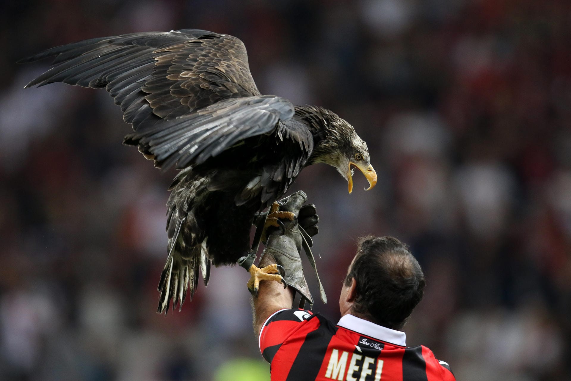 Schalkes Gegner hat seine eigene Einstimmung auf die Partie. Ein Adler fliegt als Maskottchen durch die Arena und landet bei einem Betreuer auf dem Rasen.