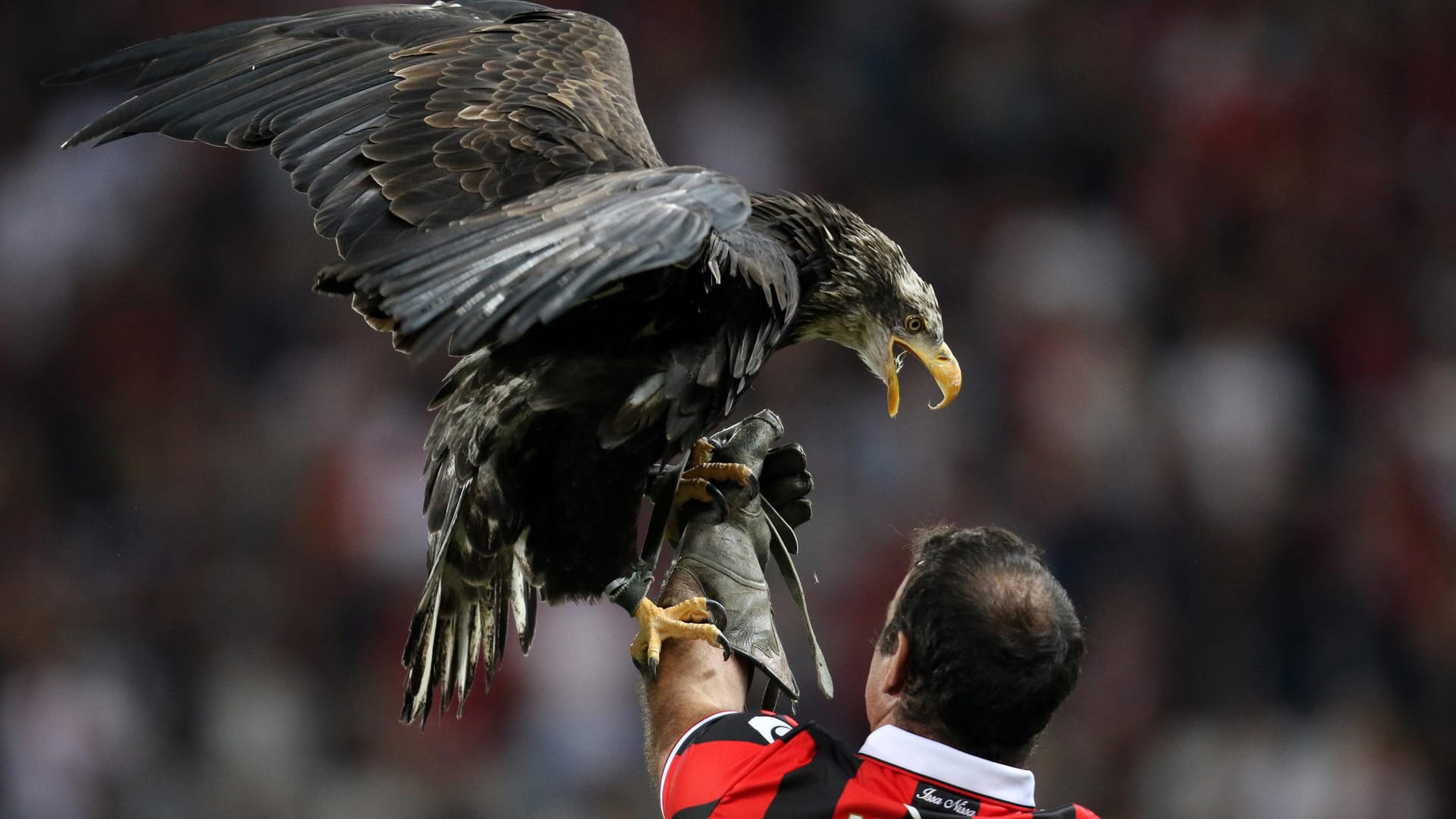 Schalkes Gegner hat seine eigene Einstimmung auf die Partie. Ein Adler fliegt als Maskottchen durch die Arena und landet bei einem Betreuer auf dem Rasen.