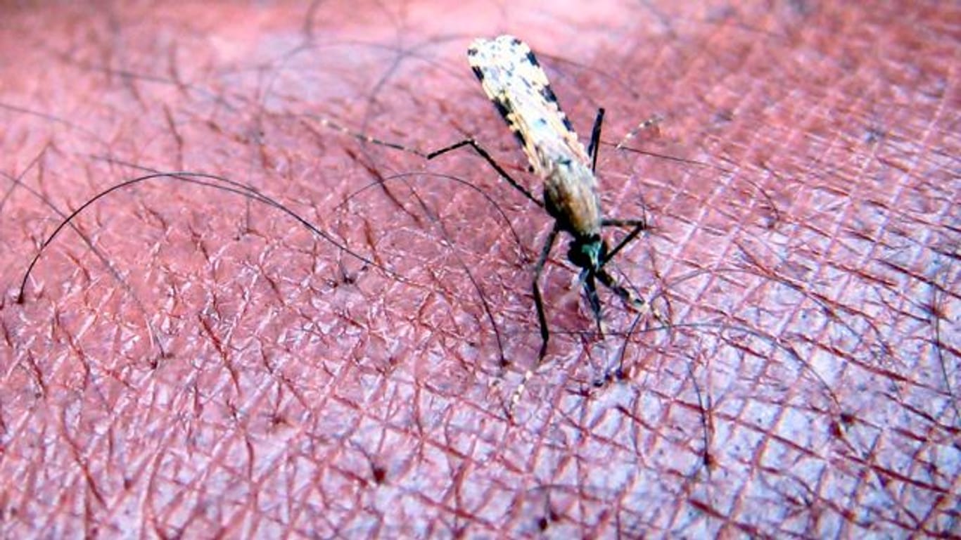 Eine Mücke der Gattung "Anopheles gambiae", ein bekannter Verbreiter der Malaria-Erkrankung saugt Blut aus dem Arm.