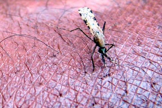 Eine Mücke der Gattung "Anopheles gambiae", ein bekannter Verbreiter der Malaria-Erkrankung saugt Blut aus dem Arm.