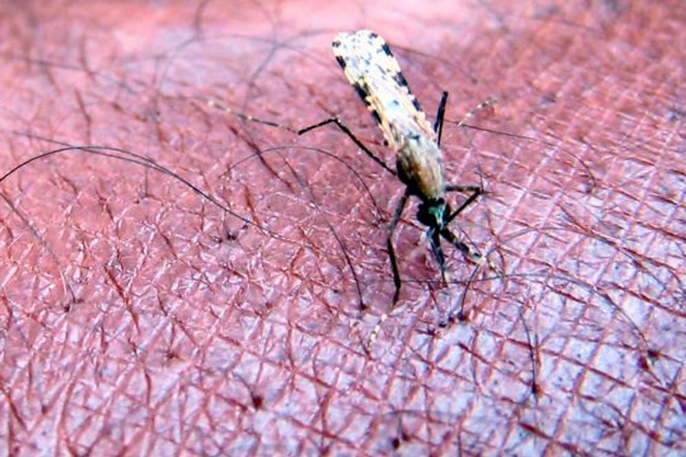 Eine Mücke der Gattung "Anopheles gambiae", ein bekannter Verbreiter der Malaria-Erkrankung saugt Blut aus dem Arm.