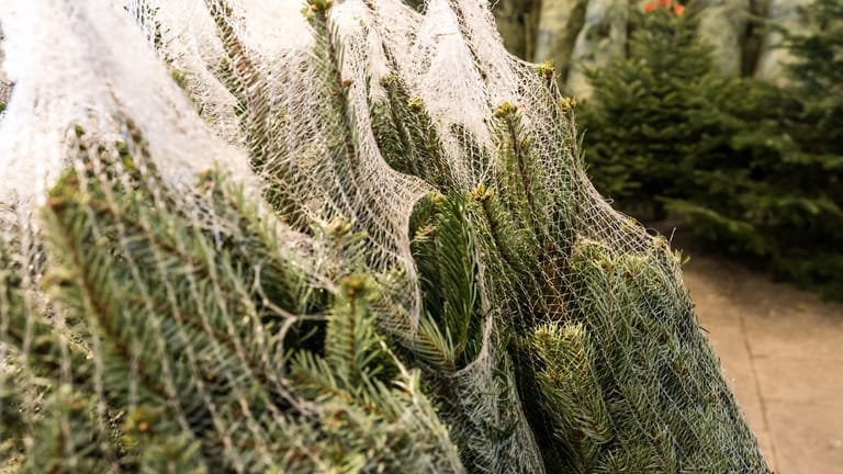 Tannenbaum: Weihnachtsbäume werden für den leichteren Transport in Kunststoffnetze gehüllt.
