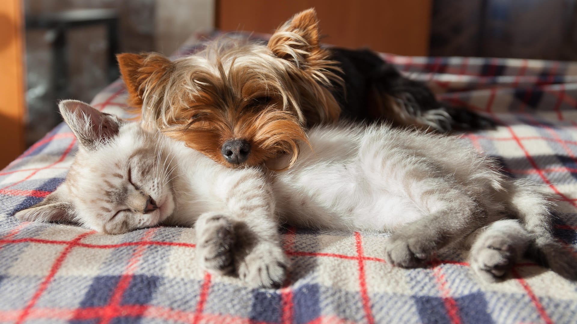 Ein Hund und eine Katze dösen (Symbolbild): Auch wer hoch verschuldet ist, verliert seine Haustiere ab 2022 nicht mehr.