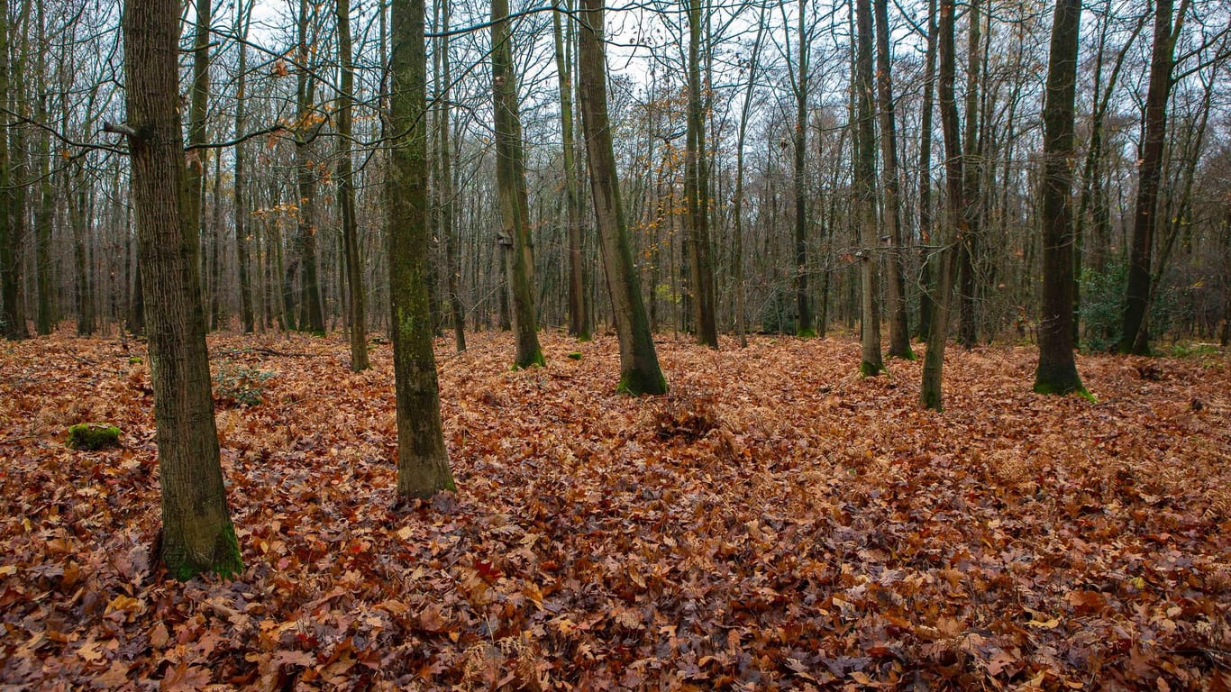 Nasses Laub und kahle Bäume (Symbolbild): Der vermisste Teenager aus Niederbayern musste eine Nacht im Wald verbringen.