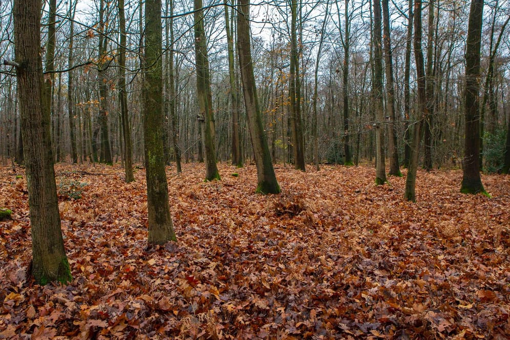Nasses Laub und kahle Bäume (Symbolbild): Der vermisste Teenager aus Niederbayern musste eine Nacht im Wald verbringen.