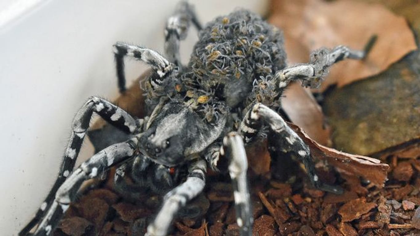 Riesige Spinne bekommt Nachwuchs im Zoo Münster