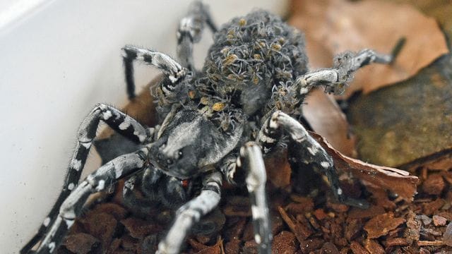 Riesige Spinne bekommt Nachwuchs im Zoo Münster Riesige Spinne bekommt Nachwuchs im Zoo Münster