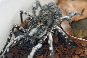 Riesige Spinne bekommt Nachwuchs im Zoo Münster