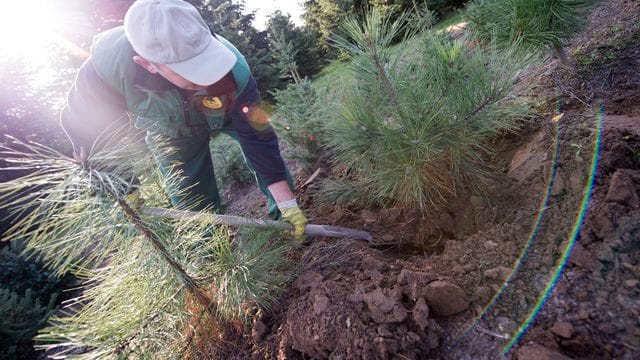 Nachhaltigkeit: Wichtig ist beim Kauf von Weihnachtsbäumen im Topf, dass es sich dabei um Ware handelt, die für die Gartenbepflanzung geeignet ist.