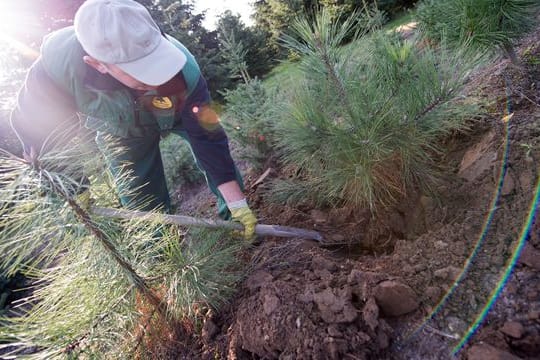 Nachhaltigkeit: Wichtig ist beim Kauf von Weihnachtsbäumen im Topf, dass es sich dabei um Ware handelt, die für die Gartenbepflanzung geeignet ist.