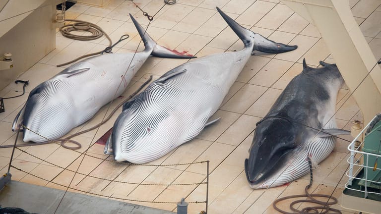 Drei getötete Wale liegen an Deck eines japanischen Schiffs (Symbolbild): Japan trat im Sommer 2019 aus der Internationalen Walfangkomission aus. Seitdem betreibt es wieder kommerziellen Walfang.