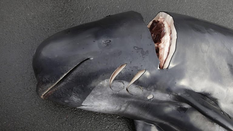 Ein erlegter Grindelwal mit tiefen Schnitten (Symbolbild): In Norwegen wurden diese Saison deutlich mehr Wale geschlachtet als in den Jahren zuvor.