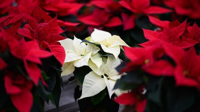 Ob in Rot oder Weiß: Bei Temperaturen unter 15 Grad sollten Weihnachtssterne nicht draußen ausgestellt sein.