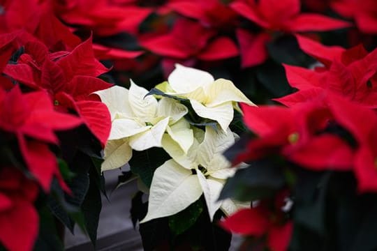 Ob in Rot oder Weiß: Bei Temperaturen unter 15 Grad sollten Weihnachtssterne nicht draußen ausgestellt sein.