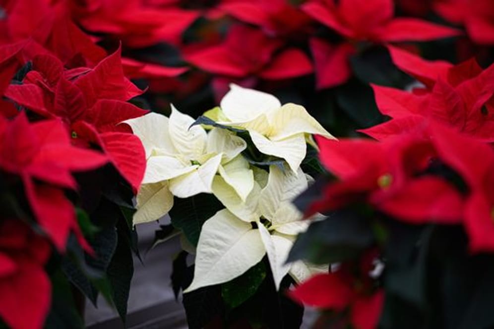 Ob in Rot oder Weiß: Bei Temperaturen unter 15 Grad sollten Weihnachtssterne nicht draußen ausgestellt sein.