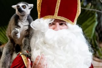 Ein als Nikolaus verkleideter Mitarbeiter des Tierparks Hagenbeck füttert Kattas: Auch für Kinder ist ein Nikolaustag geplant.