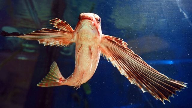 Flughahn im Naturkundemuseum Karlsruhe