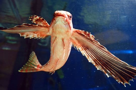 Flughahn im Naturkundemuseum Karlsruhe