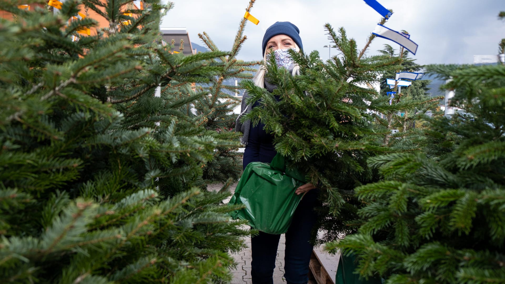 Weihnachtsbaum: Die Tanne ist für viele der geeignete Weihnachtsbaum – doch auch hier gibt es unterschiedliche Sorten.