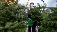Fragen und Antworten rund um den Baum | Diese Weihnachtsbaumart ist am beliebtesten